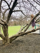15th Apr 2019 - Tree climbing 