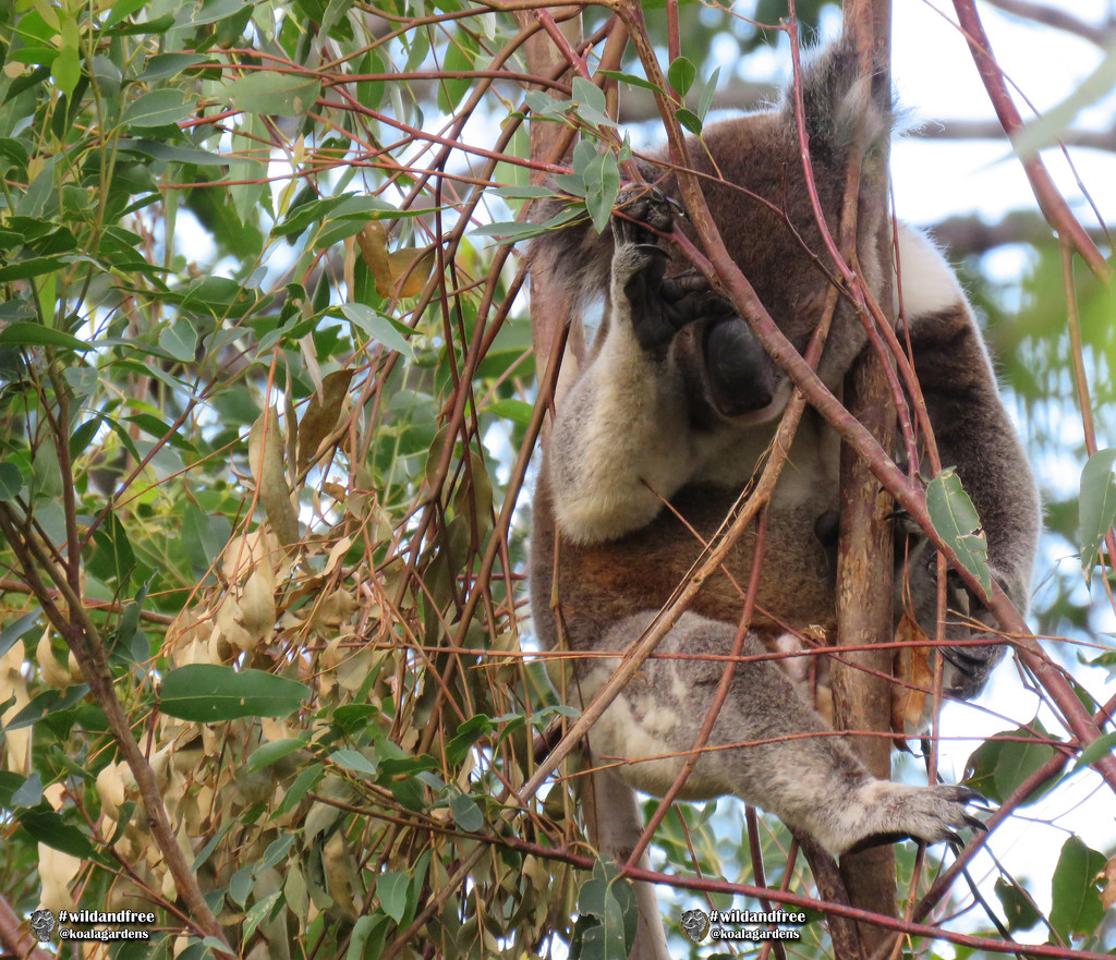 Hard days night by koalagardens