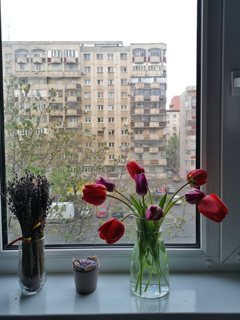 Tulips from home by ctst