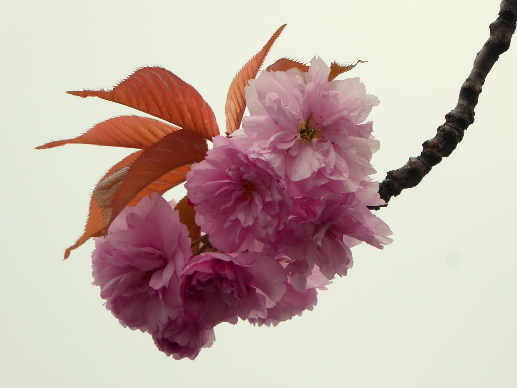 Cherry Blossom. by gaf005