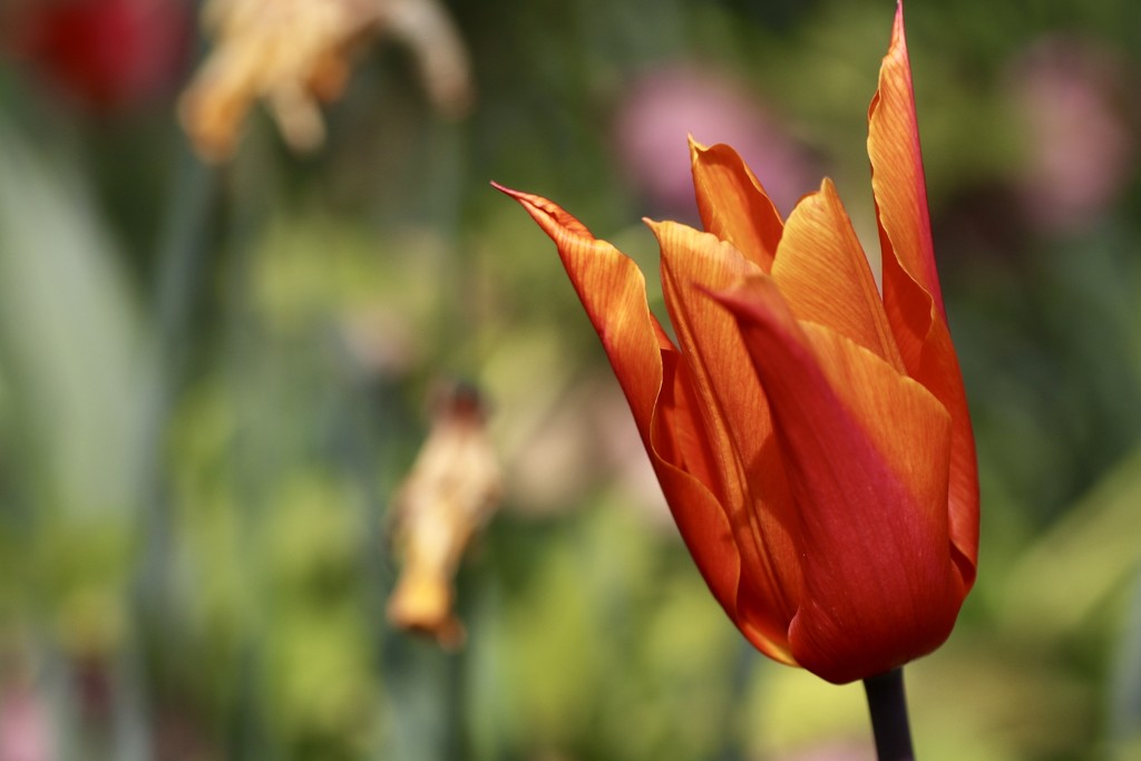 Fiery Tulip by carole_sandford