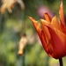 Fiery Tulip by carole_sandford