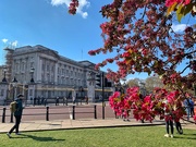 15th Apr 2019 - Buckingham palace. 