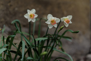 16th Apr 2019 - daffodils