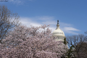 4th Apr 2019 - Capitol