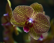 5th Apr 2019 - Orchids