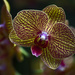 Orchids by lstasel
