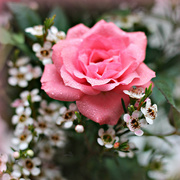17th Apr 2019 - Miniature Rose.