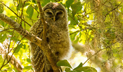 16th Apr 2019 - Baby Barred Owl, Playing Hard to Find!