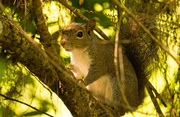 16th Apr 2019 - Squirrel, Being Cute!