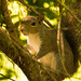 Squirrel, Being Cute! by rickster549