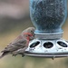 House Finches by harbie
