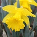 Dewy Daffodil by harbie