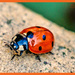 British Ladybird by carolmw
