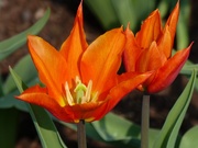 17th Apr 2019 - Tulip