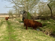 17th Apr 2019 - Highland Cows