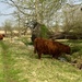 Highland Cows by gillian1912