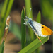 Orange Tip Butterfly by philhendry