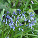 Bluebells by philhendry