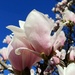 Blooms and Blue Skies For Today  by jo38