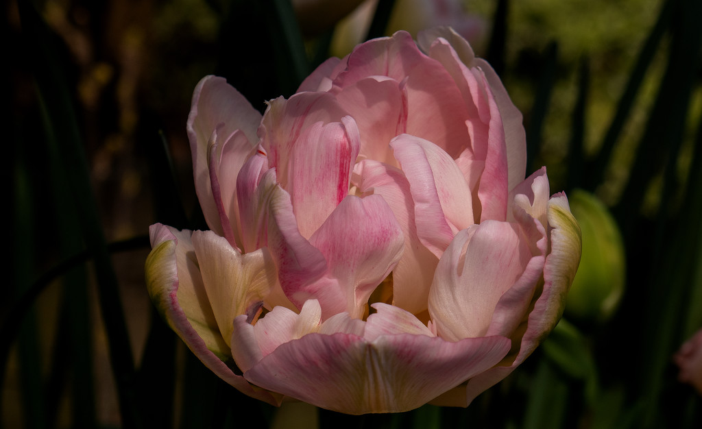 Tulip. by tonygig