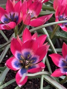 17th Apr 2019 - Tulips