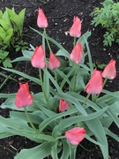 16th Apr 2019 - Cold Tulips 