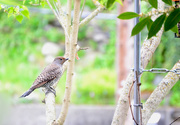 17th Apr 2019 - Flicker Came to Visit