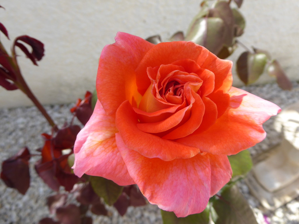 The roses are coming out in the garden.  by chimfa