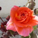 The roses are coming out in the garden.  by chimfa