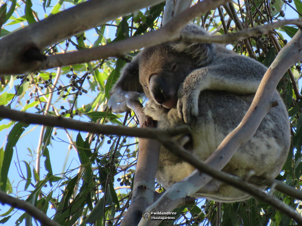 meet Hugo by koalagardens