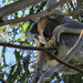 meet Hugo by koalagardens