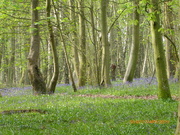 17th Apr 2019 - A walk in the bluebell woods