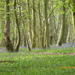 A walk in the bluebell woods by snowy