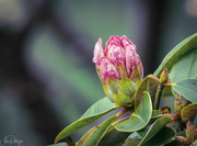 17th Apr 2019 - Rhody About to Pop