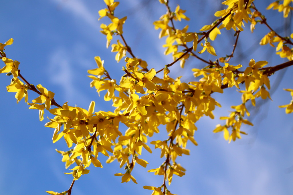 Day 107:  Blue Skies and Forsythia by sheilalorson