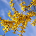 Day 107:  Blue Skies and Forsythia by sheilalorson