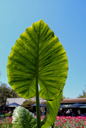 16th Apr 2019 - Giant Leaf