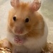 Hammie the Hamster by nicolaeastwood