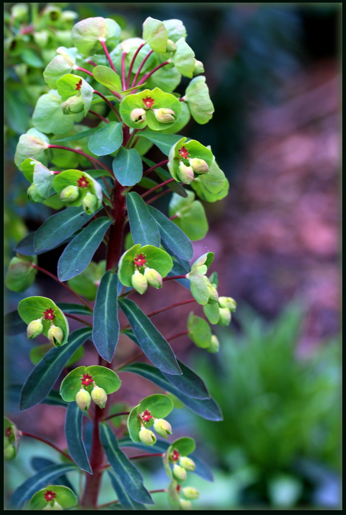 Euphorbia x martinii by pyrrhula