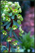 17th Apr 2019 - Euphorbia x martinii