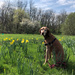  Lucy and Daffodils by loweygrace