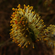 17th Apr 2019 - Pussy willow