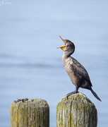 18th Apr 2019 - Cormorant Giving A Speech