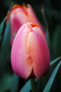 13th Apr 2019 - Variegated Tulip