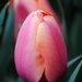 Variegated Tulip by genealogygenie
