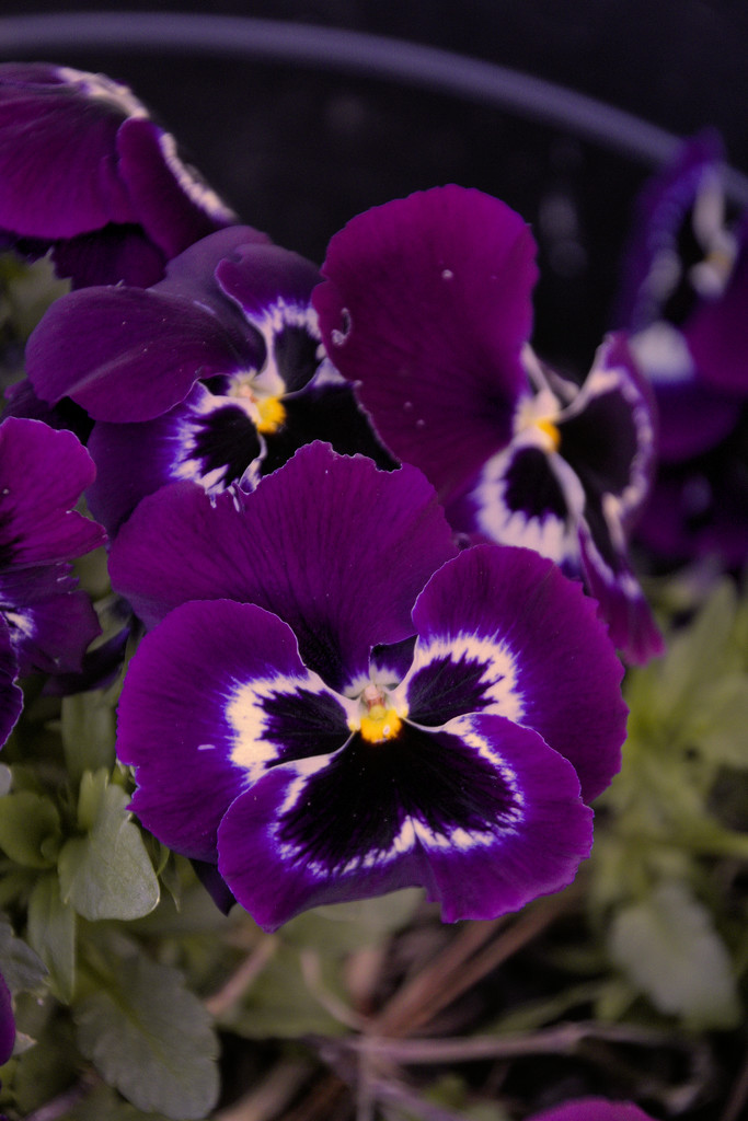 Pansy by gtoolman8
