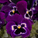 Pansy by gtoolman8