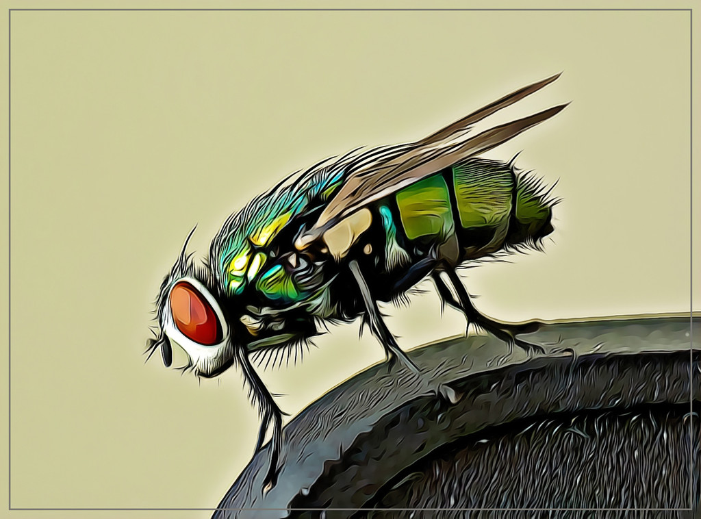 An irritating fly sitting on my pc! by ludwigsdiana