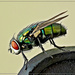 An irritating fly sitting on my pc! by ludwigsdiana